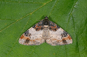 Eubolie sinuée (L') - Catarhoe cuculata © Jean Raillot - GRENHA