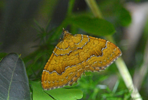 Brocatelle d'or (La) - Camptogramma bilineata © Jean Raillot - GRENHA