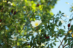 Rosier des haies - Rosa agrestis © Cédric Dentant - Parc national des Ecrins