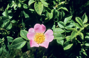 Rosier rubigineux - Rosa rubiginosa © Bernard Nicollet - Parc national des Ecrins