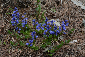 Polygale du calcaire - Polygala calcarea © Bernard Nicollet - Parc national des Ecrins