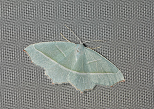 Céladon (Le) - Campaea margaritaria © Jean Raillot - GRENHA