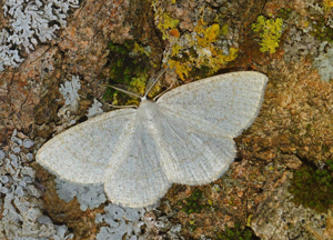Cabère pustulée (La) - Cabera exanthemata © Jean Raillot - GRENHA