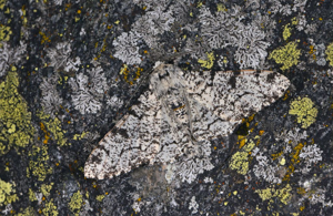 Phalène du Bouleau (La) - Biston betularia - mâle © Jean Raillot - GRENHA