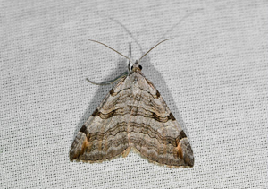 Triple Raie (La) - Aplocera plagiata © Jean Raillot - GRENHA