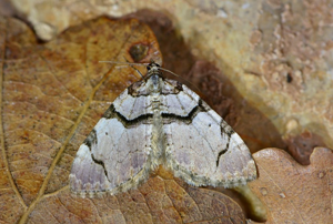 Violette (La) - Anticlea derivata © Jean Raillot - GRENHA