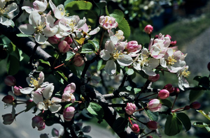 Pommier sauvage - Malus sylvestris © Bernard Nicollet - Parc national des Ecrins