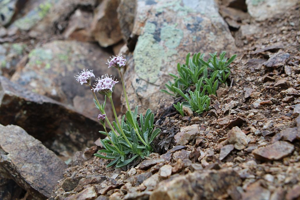 Valériane des débris - Valeriana saliunca © Cyril Coursier - Parc national des Ecrins