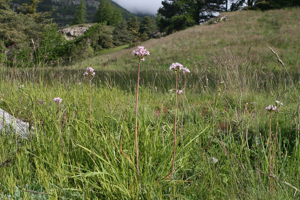 Valériane tubéreuse - Valeriana tuberosa © Marie-Geneviève Nicolas - Parc national des Ecrins