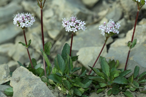 Valériane à feuilles rondes - Valeriana rotundifolia © Cédric Dentant - Parc national des Ecrins