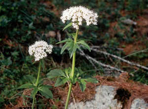 Valériane à trois folioles - Valeriana tripteris © Bernard Nicollet - Parc national des Ecrins