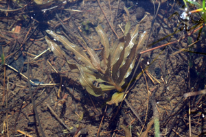 Potamot des Alpes © Cédric Dentant - Parc national des Ecrins