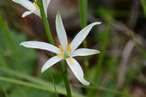 Phalangère à fleurs de lys, Phalangère petit-lis, Bâton de Saint Joseph, Anthéricum à fleurs de Lis © Bernard Nicollet - Parc national des Ecrins