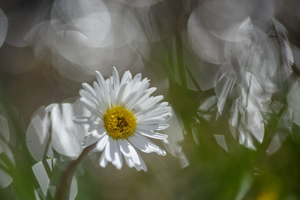 Grande Pâquerette des montagnes © Mireille Coulon - Parc national des Ecrins