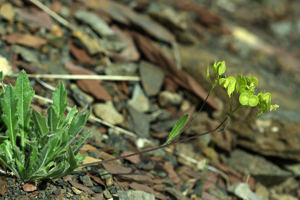Lunetière lisse, Biscutelle commune © Cédric Dentant - Parc national des Ecrins