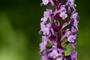Gymnadénie moucheron, Orchis moucheron, Orchis moustique © Thierry Maillet - Parc national des Ecrins