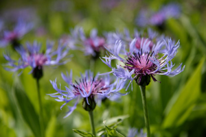 Bleuet des montagnes © Mireille Coulon - Parc national des Ecrins