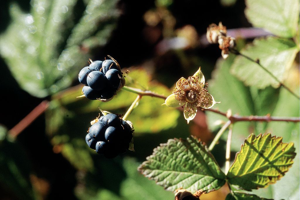 Rosier bleue, Ronce à fruits bleus, Ronce bleue © Bernard Nicollet - Parc national des Ecrins