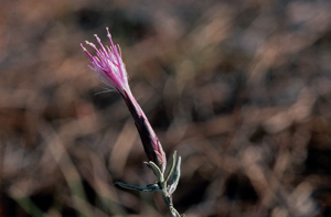 Stéhéline douteuse © Mireille Coulon - Parc national des Ecrins
