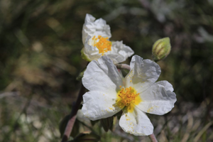 Hélianthème des Apennins, Hélianthème blanc, Herbe à feuilles de Polium © Thierry Maillet - Parc national des Ecrins