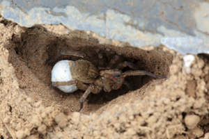 Trochosa ruricola © Marc Corail - Parc National des Ecrins