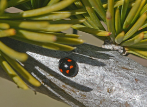 Exochomus quadripustulatus © Jean Raillot - GRENHA