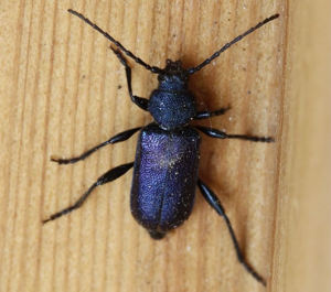 Callidium violaceum © Marc Corail - Parc National des Ecrins