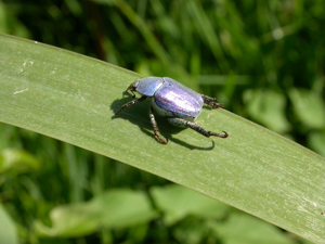 Hoplie bleue (L') © Christophe Albert - Parc national des Ecrins