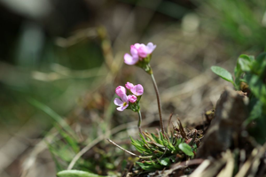 Androsace pubérulente © Cédric Dentant - Parc national des Ecrins