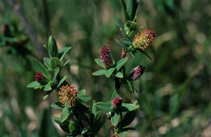 Saule bleu - Salix caesia - chatons mâles © Bernard Nicollet - Parc national des Ecrins