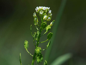 Tabouret des champs - Thlaspi arvense © Cédric Dentant - Parc national des Ecrins