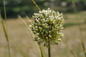Ail très rude - Allium scaberrimum © Mireille Coulon - Parc national des Ecrins