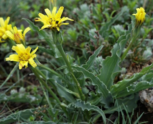 Scorsonère d'Autriche - Scorzonera austriaca © Cédric Dentant - Parc national des Ecrins