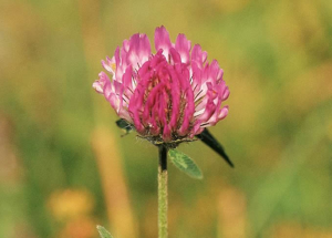 Trèfle des prés - Trifolium pratense © Bernard Nicollet - Parc national des Ecrins