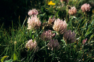 Trèfle des neiges - Trifolium pratense var. villosum © Bernard Nicollet - Parc national des Ecrins