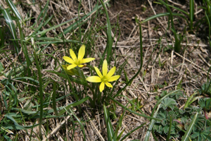 Gagée fistuleuse - Gagea fragifera © Marie-Geneviève Nicolas - Parc national des Ecrins