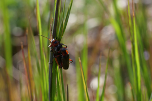 Cantharis rustica © Marie-Geneviève Nicolas - Parc national des Ecrins