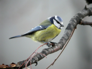 Mésange bleue © Damien Combrisson - Parc national des Ecrins