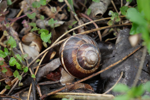 Escargot turc - Helix lucorum © Marie-Geneviève Nicolas - Parc national des Ecrins