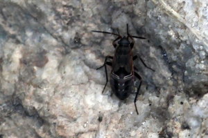 Rhyparochromus phoeniceus © Marc Corail - Parc National des Ecrins
