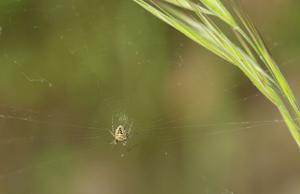 Diodie tête de mort © Marc Corail - Parc National des Ecrins