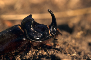 Scarabée rhinocéros européen, Rhinocéros © Guido Meeus - Parc national des Ecrins