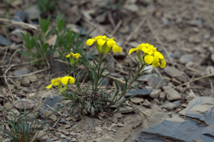 Vélar nain, Érysimum des sources © Cédric Dentant - Parc national des Ecrins