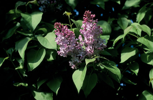 Lilas © Jean-Pierre Nicollet - Parc national des Ecrins