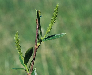 Saule à trois étamines, Osier brun - chatons femelles © Bernard Nicollet - Parc national des Ecrins