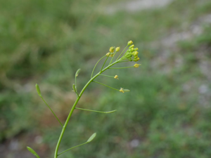 Drave des bois - Draba nemorosa © Marie-Geneviève Nicolas - Parc national des Ecrins