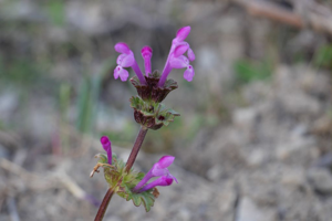 Lamier amplexicaule - Lamium amplexicaule © Marie-Geneviève Nicolas - Parc national des Ecrins