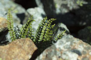 Capillaire des murailles, Fausse capillaire, Capillaire rouge, Asplénie © Cédric Dentant - Parc national des Ecrins