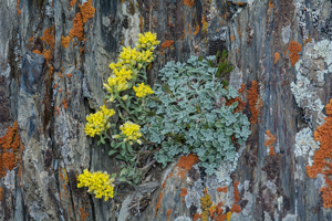 Allysson alpestre, Passerage des Alpes © Mireille Coulon - Parc national des Ecrins
