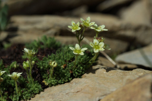 Saxifrage musquée © Cédric Dentant - Parc national des Ecrins